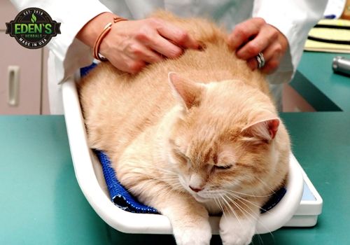 cat getting skin checked at vet